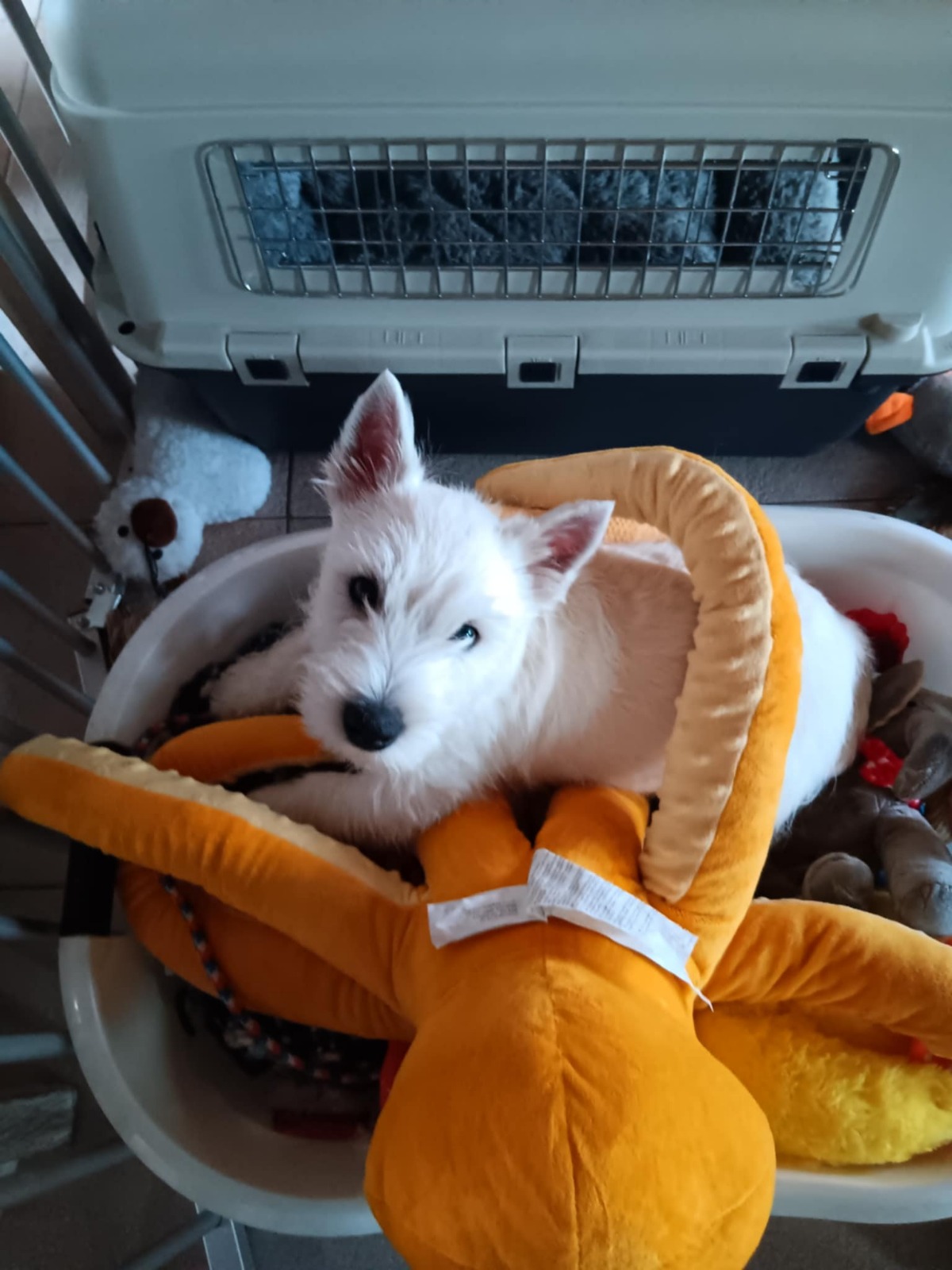 Fly in de wasmand